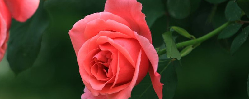 月季隻發芽不開花