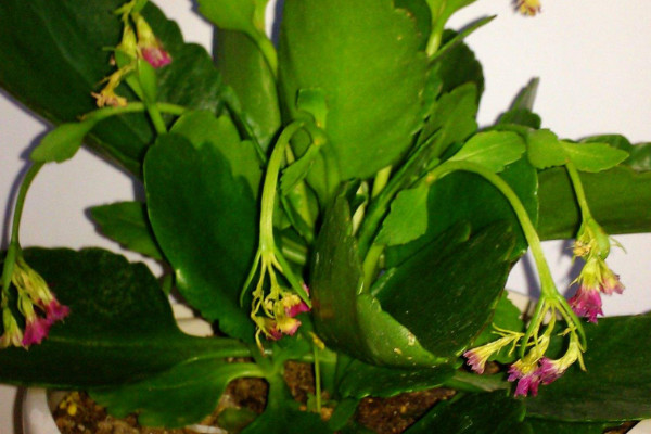 為什麼長壽花枝條軟細
