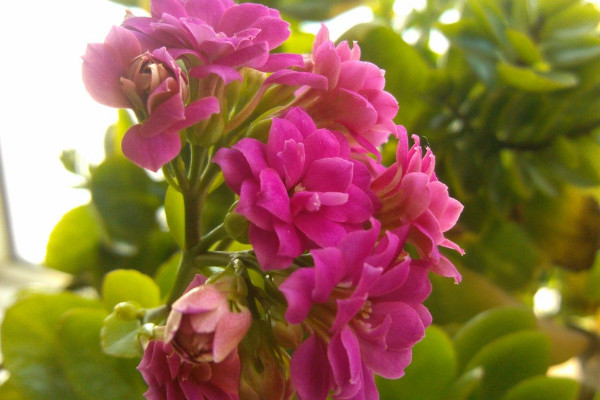 長壽花隻剩光杆怎麼養