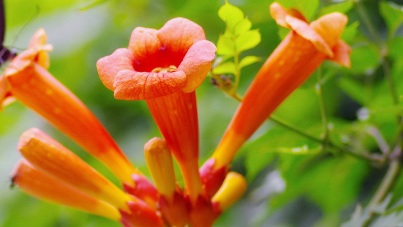 淩霄花生蟲怎麼辦