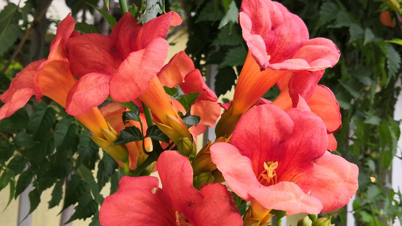 淩霄花一年能爬多高