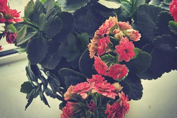 長壽花不分枝怎麼辦