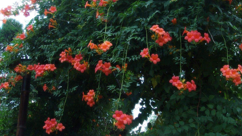 淩霄花的根如何不蔓延