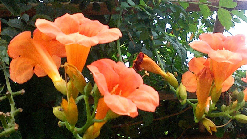 淩霄花幾月發芽