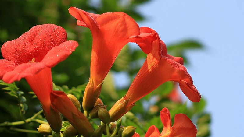 淩霄花可以水培嗎