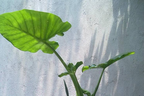 滴水觀音夏天怎麼移栽