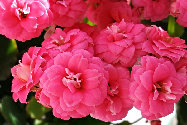 長壽花小苗怎麼不愛長