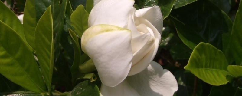 梔子花剛換盆怎麼澆水
