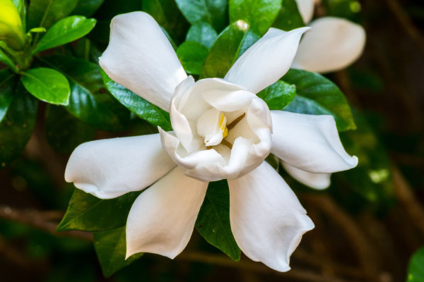 梔子花剛換盆怎麼澆水