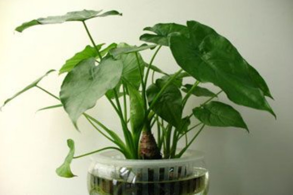 滴水觀音春天什麼時候發芽