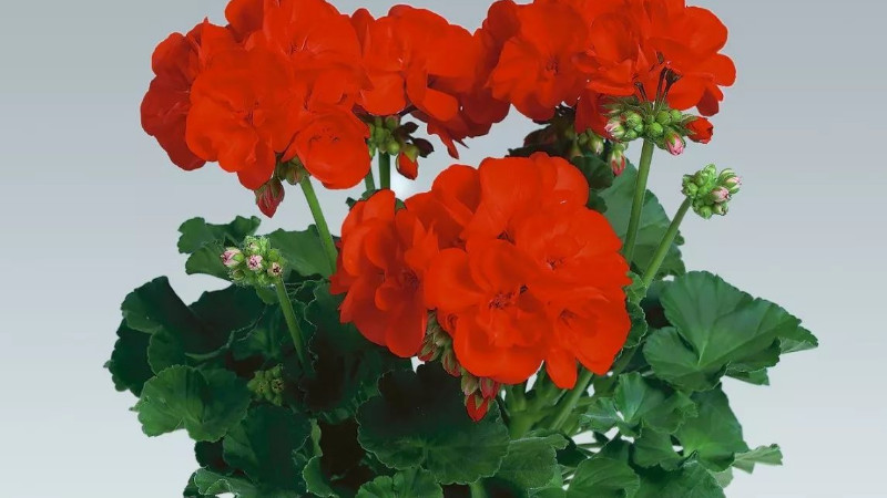 天竺葵不開花怎麼回事
