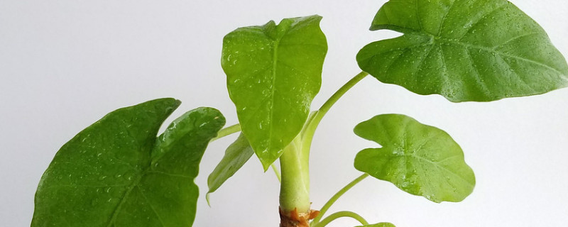 滴水觀音葉子發白是什麼原因