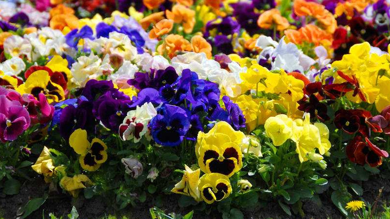 三色堇什麼時候開花