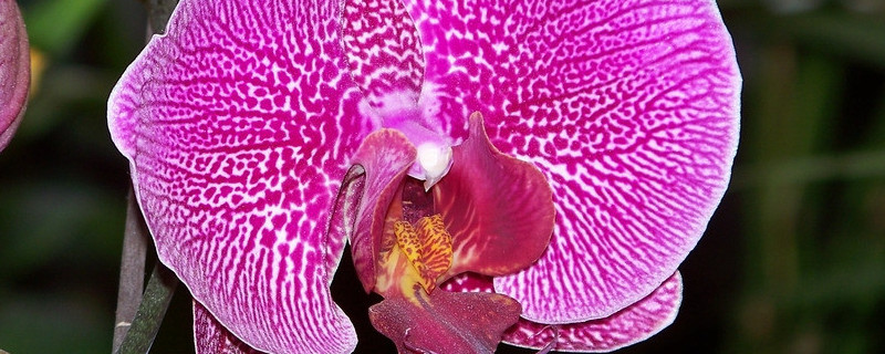 蝴蝶蘭怎麼修剪葉子