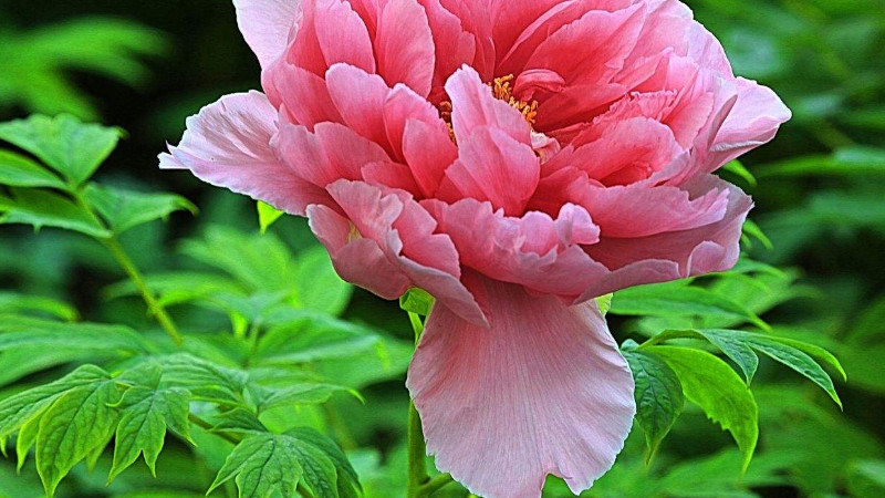牡丹花的花語是什麼