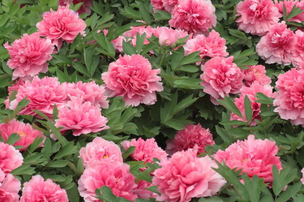 牡丹花在夏季會不會發芽
