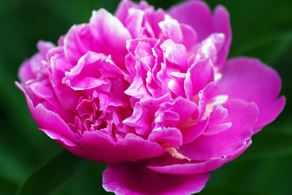 牡丹花在夏季會不會發芽