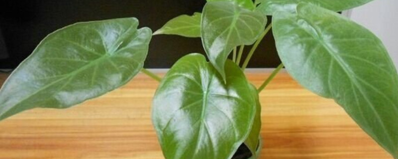 滴水觀音夏天怎麼移栽