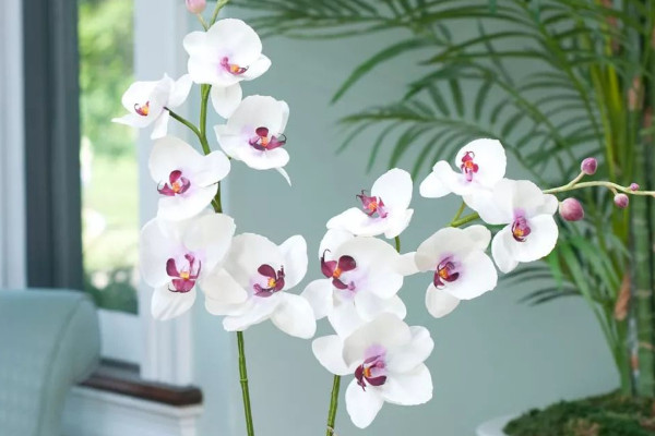 蝴蝶蘭長出新芽怎麼辦