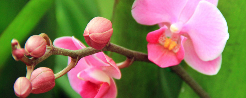 蝴蝶蘭開花後怎麼剪枝