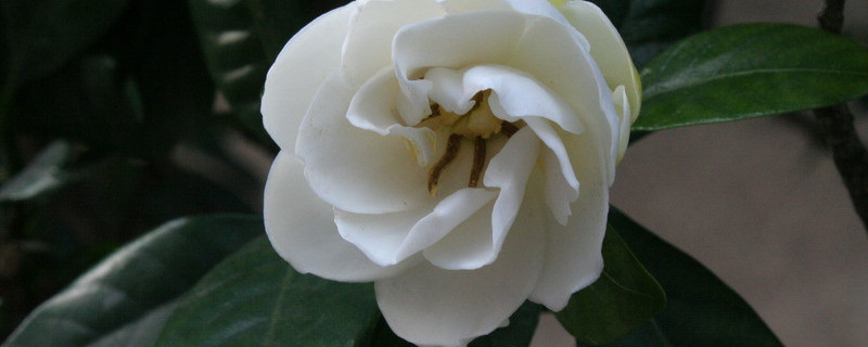 梔子花用什麼土養比較好