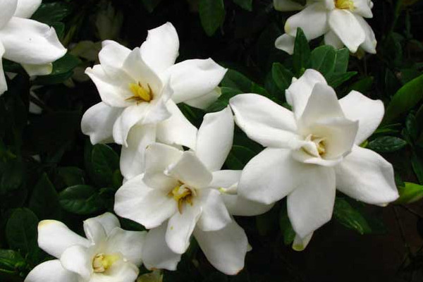 梔子花用什麼土養比較好