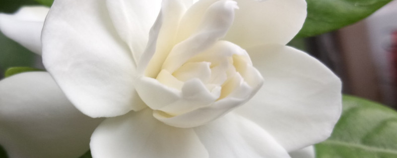 梔子花為什麼不開花