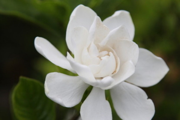 梔子花為什麼不開花