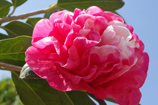 茶花掉葉子是怎麼回事