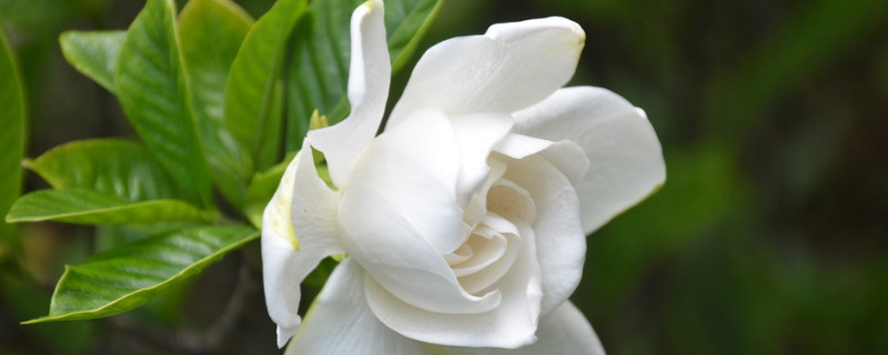 梔子花為什麼隻長葉子不開花