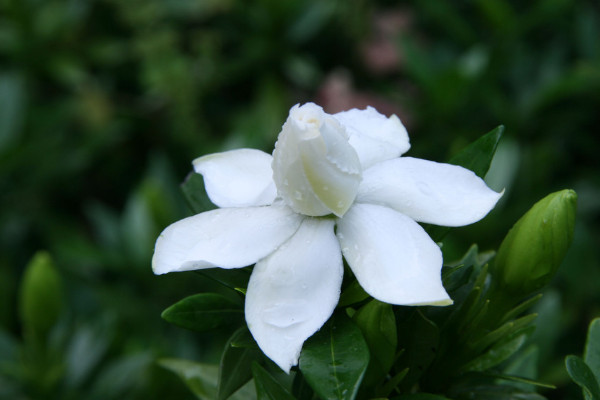 梔子花為什麼隻長葉子不開花