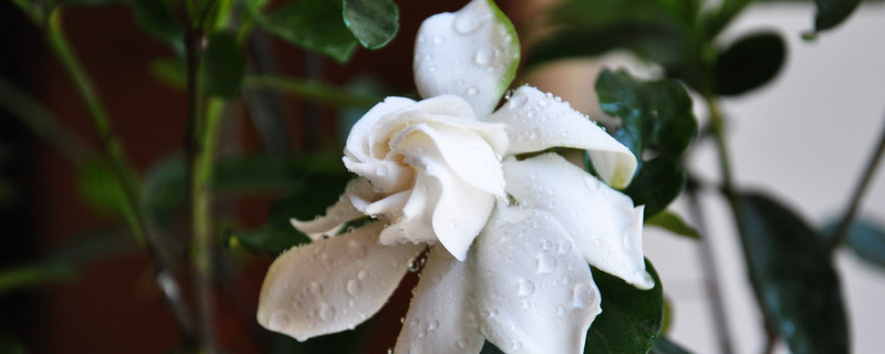 梔子花變黃是什麼原因
