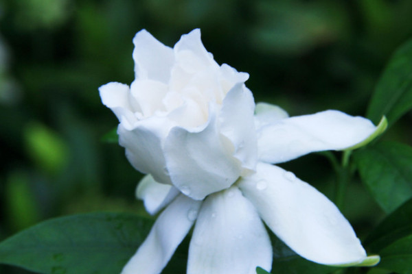 梔子花變黃是什麼原因