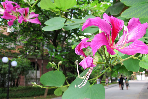 紫荊花可以種在院子裏嗎