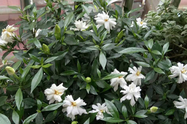 梔子花秋季怎麼修剪