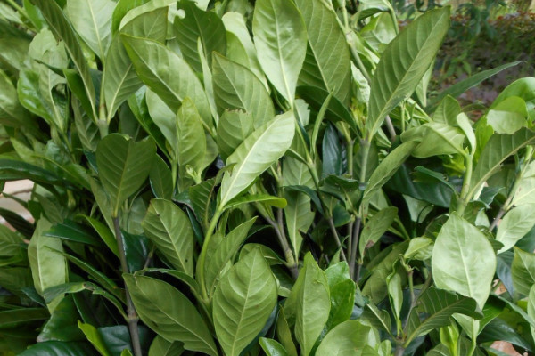 梔子花秋季怎麼修剪