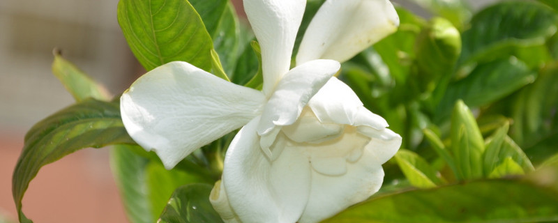 梔子花為什麼掉花苞