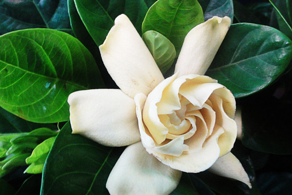 梔子花為什麼掉花苞