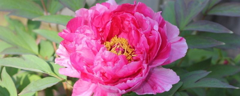 牡丹花在夏季會不會發芽