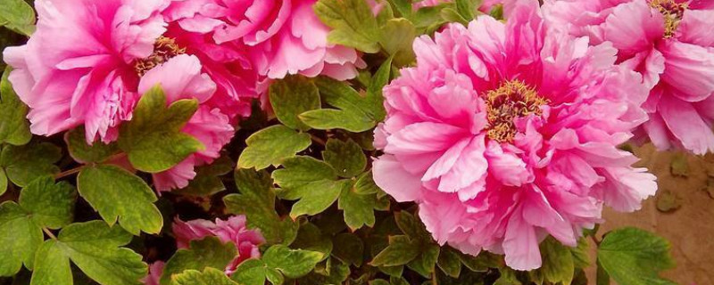 牡丹花怎麼樣易地種植