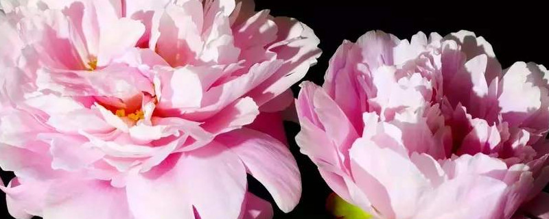 牡丹盆栽花什麼時間入室