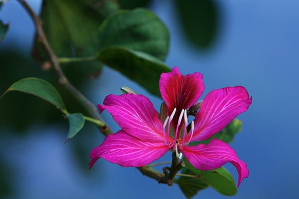 紫荊花扡插幾年開花