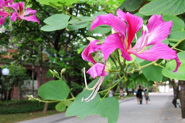紫荊花扡插幾年開花