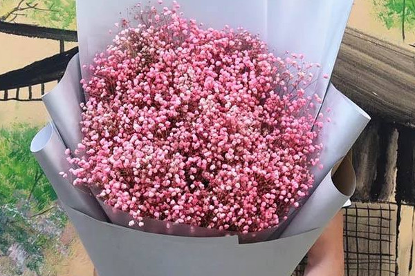 粉色滿天星代表什麼意思