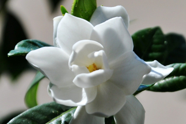 梔子花爛葉黑葉怎麼辦