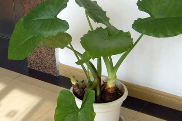 滴水觀音莖斷了怎麼辦