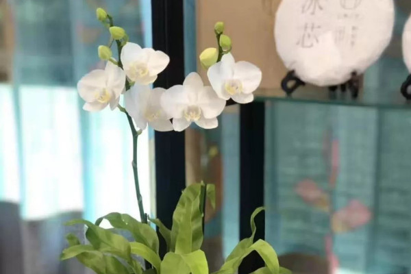 蝴蝶蘭什麼時候種植好