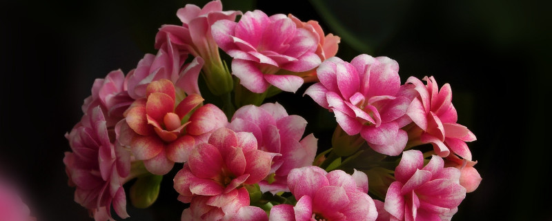 長壽花莖表皮結痂怎麼處理