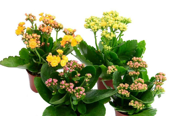 長壽花莖表皮結痂怎麼處理