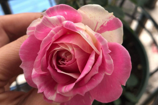 長壽花莖表皮結痂怎麼處理